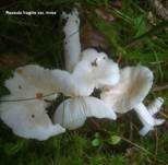 Wechselfarbiger Speitäubling, Foto 32