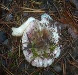 Wechselfarbiger Speitäubling, Foto 7