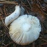 Wechselfarbiger Speitäubling, Foto 8