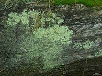 Wechselhafte Napfflechte, Foto 7