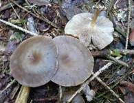 Weicher Trichterling, Foto 15