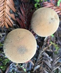 Weichlicher Stäubling, Foto 3