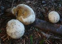 Weichlicher Stäubling, Foto 15