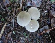 Weichlicher Stäubling, Foto 11