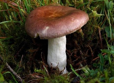 Weinroter Dottertäubling, Foto 2