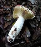 Weinroter Dottertäubling, Foto 13