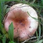Weinroter Dottertäubling, Foto 14