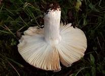 Weinroter Dottertäubling, Foto 5