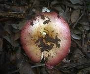 Weinroter Dottertäubling, Foto 8