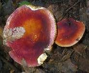 Weinroter Dottertäubling, Foto 11