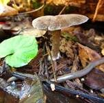 Weinroter Rötling, Foto 9