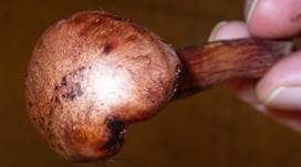 Weinroter Schneckling, Foto 19