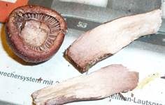 Weinroter Schneckling, Foto 11