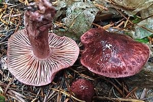 Weinroter Schneckling, Foto 1