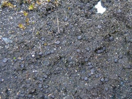 Braune Krumsporflechte, Foto 2