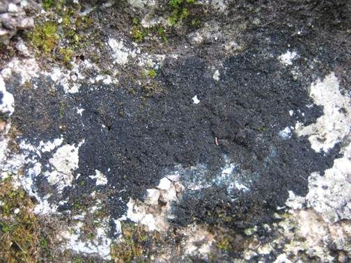 Braune Krumsporflechte, Foto 3