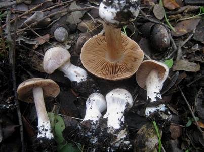 Weißbeschleierter Dickfuß, Foto 2