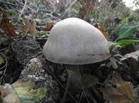 Weißbeschleierter Dickfuß, Foto 7