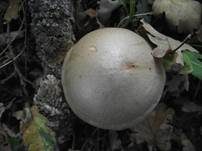 Weißbeschleierter Dickfuß, Foto 8
