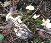 Weißblättriger Afterleistling, Foto 6