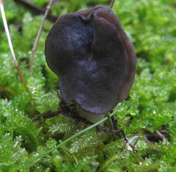 Braune Lorchel, Foto 2