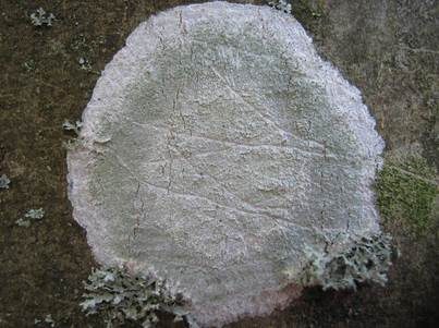 Weiße Blatternflechte, Foto 2