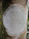 Weiße Blatternflechte, Foto 11