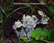 Weiße Lohblüte, Foto 8