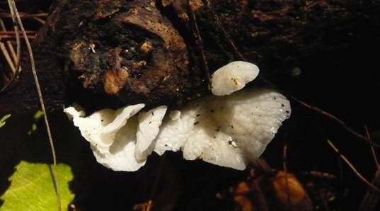 Weißer Aderschüsseling, Foto 3