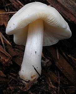 Weißer Dachpilz, Foto 2