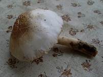 Weißer Dachpilz, Foto 7