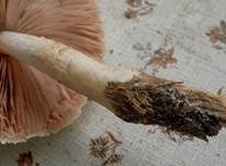 Weißer Dachpilz, Foto 9