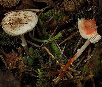 Weißer Flockenschirmling, Foto 5