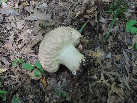 Weißer Großstäubling, Foto 3