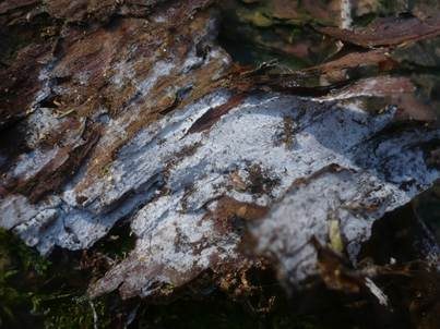 Weißer Hautrindenpilz, Foto 2