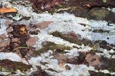 Weißer Holunderrindenpilz, Foto 7