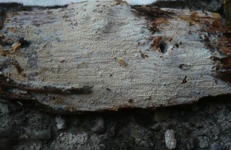 Weißer Kammpilz, Foto 2