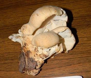 Weißer Knochenporling, Foto 2