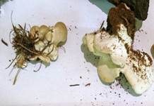 Weißer Knochenporling, Foto 6
