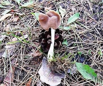 Braune Sattellorchel, Foto 2