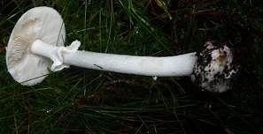 Weißer Knollenblätterpilz, Foto 12