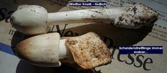 Weißer Knollenblätterpilz, Foto 20