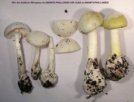 Weißer Knollenblätterpilz, Foto 4
