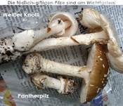 Weißer Knollenblätterpilz, Foto 22