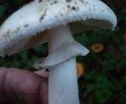 Weißer Knollenblätterpilz, Foto 25