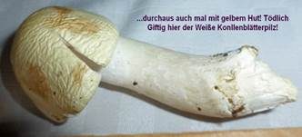 Weißer Knollenblätterpilz, Foto 27