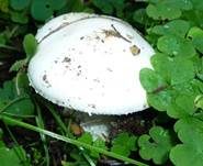 Weißer Knollenblätterpilz, Foto 7