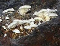 Weißer Kreideseitling, Foto 11