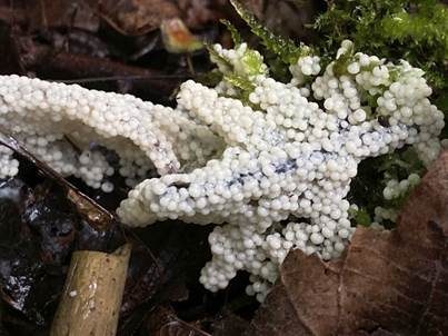 Weißer Kugelschleimpilz, Foto 2