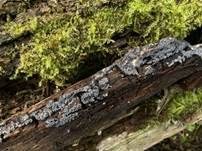 Weißer Kugelschleimpilz, Foto 8